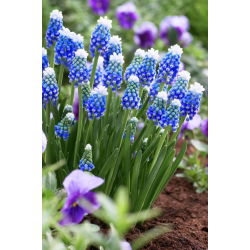 Muscari Dağı Başlığı - Üzüm Sümbül Dağı Başlığı - 5 ampul