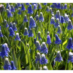 Muscari Dağı Başlığı - Üzüm Sümbül Dağı Başlığı - 5 ampul