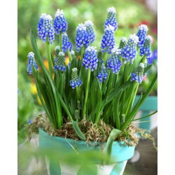 Muscari Dağı Başlığı - Üzüm Sümbül Dağı Başlığı - 5 ampul