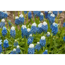 Muscari Dağı Başlığı - Üzüm Sümbül Dağı Başlığı - 5 ampul