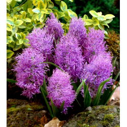 Muscari Plumosum - Plumozum de haină de struguri - 5 bulbi