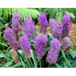 Muscari Plumosum - Plumozum de haină de struguri - 5 bulbi