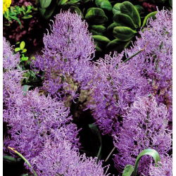 Muscari Plumosum - Plumozum de haină de struguri - 5 bulbi
