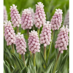 Muscari Roz Răsărit de Soare - Iacob de struguri Roz Răsărit de soare - bulb / tuber / rădăcină