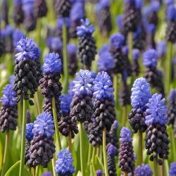 Muscari latifolium - Lăcusta de viță de vie latifoliu - 10 bulbi
