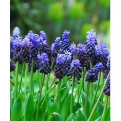 Muscari latifolium - Lăcusta de viță de vie latifoliu - 10 bulbi