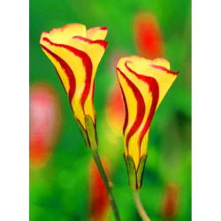 Käenkaalit - Golden Cape - paketti 2 kpl - Oxalis