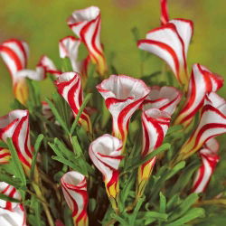Käenkaalit - Versicolor - paketti 2 kpl - Oxalis