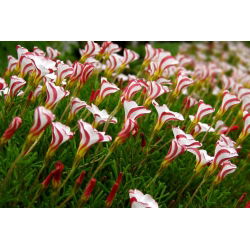 Käenkaalit - Versicolor - paketti 2 kpl - Oxalis