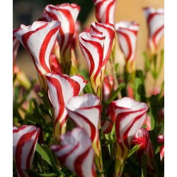 Käenkaalit - Versicolor - paketti 2 kpl - Oxalis