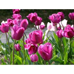 Pink tulipan - Rose - stor pakke! - 50 stk - 