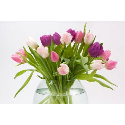 Tulipa Pink Impression - Tulip Pink Impression - 5 lukovica