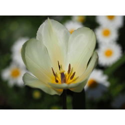 Tulip Putih Murni - Tulip Putih Murni - 5 lampu - Tulipa White Purissima