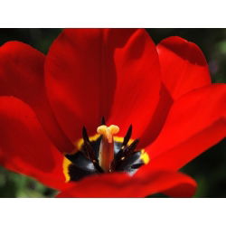 Tulipa Apeldorn - Tulip Apeldorn - 5 soğan