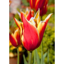 Tulipa Aladdin - Tulip Aladdin - 5 soğan