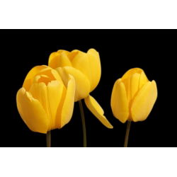 Tulip Kuning - pek besar! - 50 pcs - 