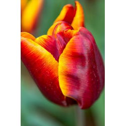Tulipa Abu Hassan - Tulip Abu Hassan - 5 lampu