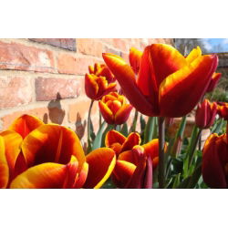 Tulipa Abu Hassan - Tulip Abu Hassan - 5 lampu