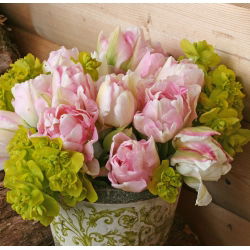 توليب أنجيليك - توليب أنجيليك - 5 لمبات - Tulipa Angelique