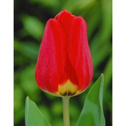 Tulipa Apeldorn - Tulip Apeldorn - 5 soğan