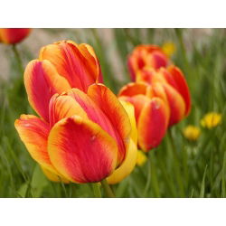 Elite Tulipa Apeldoorna - Elite Elite Tulip Apeldoorn - 5 lukovica - Tulipa Apeldoorn's Elite