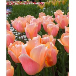 Tulipan Apricot Beauty - pakke med 5 stk - Tulipa Apricot Beauty