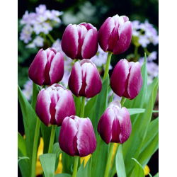 Tulipa Arabian Gizem - Tulip Arabian Gizem - 5 ampul - Tulipa Arabian Mystery