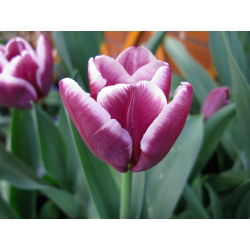 Tulipa Arabian Gizem - Tulip Arabian Gizem - 5 ampul - Tulipa Arabian Mystery