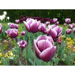 Tulipa Arabian Gizem - Tulip Arabian Gizem - 5 ampul - Tulipa Arabian Mystery