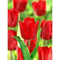 Tulipa Bastogne - Lale Bastogne - 5 soğan