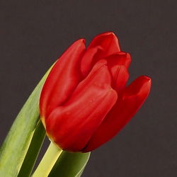 Tulipa Bastogne - Lale Bastogne - 5 soğan
