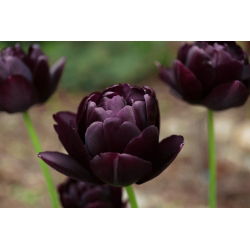 Tulipa Black Hero - Tulpe Black Hero - 5 Zwiebeln