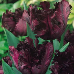 Tulipano Black Parrot - pacchetto di 5 pezzi - Tulipa Black Parrot