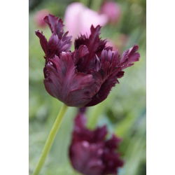 Tulipano Black Parrot - pacchetto di 5 pezzi - Tulipa Black Parrot