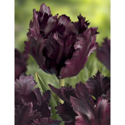 Tulipano Black Parrot - pacchetto di 5 pezzi - Tulipa Black Parrot