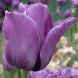 Tulipa Blue Aimable - Tulip Blue Aimable - 5 kvetinové cibule