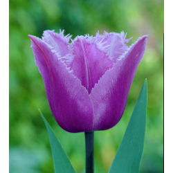 Tulipa Blue Heron - Tulip Blue Heron - 5 lampu