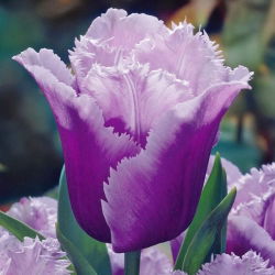 Tulipa Blue Heron - Tulip Blue Heron - 5 lampu