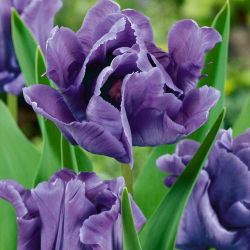 Tulipano Blue Parrot - pacchetto di 5 pezzi - Tulipa Blue Parrot