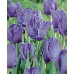 Tulipano Blue Parrot - pacchetto di 5 pezzi - Tulipa Blue Parrot