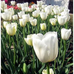 Tulipa City Of Vancouver - Tulip City Mesto Vancouver - 5 kvetinové cibule