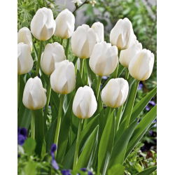 Tulipa City Of Vancouver - Tulip City Mesto Vancouver - 5 kvetinové cibule