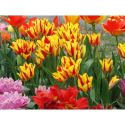 Tulpės Colour Spectacle - pakuotėje yra 5 vnt - Tulipa Colour Spectacle