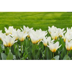 Tulipa Concerto - Tulip Concerto - 5 lampu