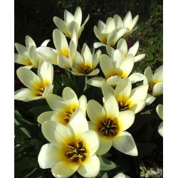 Tulipa Concerto - Tulip Concerto - 5 lampu