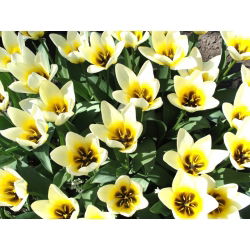 Tulipa Concerto - Tulip Concerto - 5 lampu