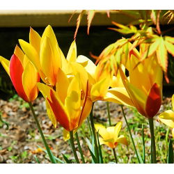 Tulipa Cynthia - Tulip Cynthia - 5 soğan