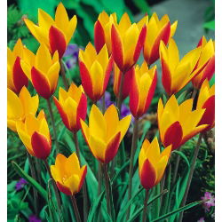 Tulipa Cynthia - Tulip Cynthia - 5 soğan
