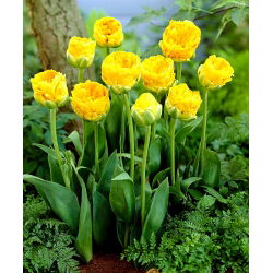 Tulipaner Beauty of Apeldorn - pakke med 5 stk - Tulipa Beauty of Apeldorn