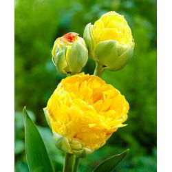 Tulipaner Beauty of Apeldorn - pakke med 5 stk - Tulipa Beauty of Apeldorn